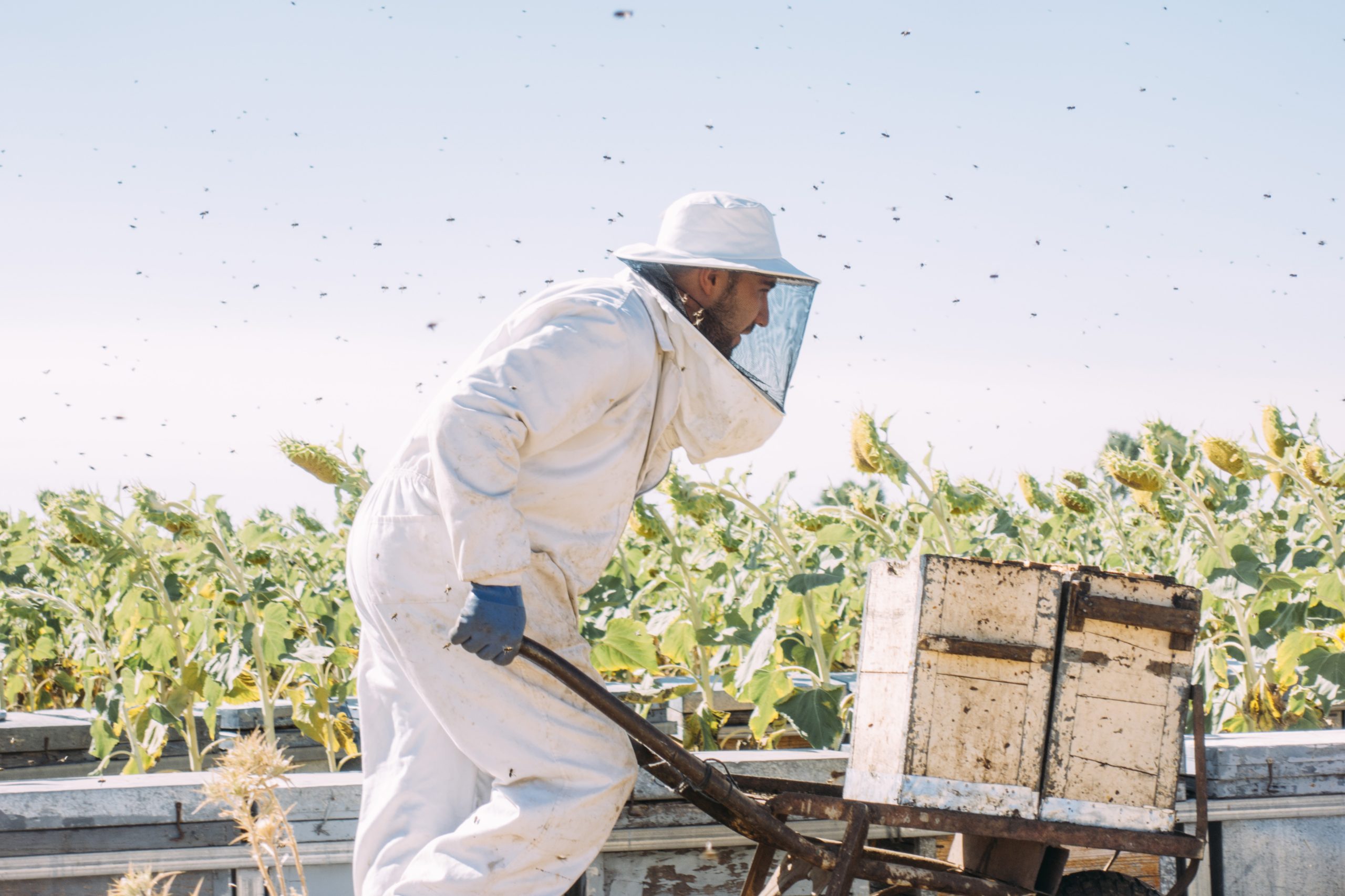 Ethically Sustained Beekeeping